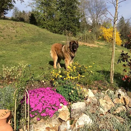 La Casina Dei Leonberger * Сан-Марчелло-Пистойезе